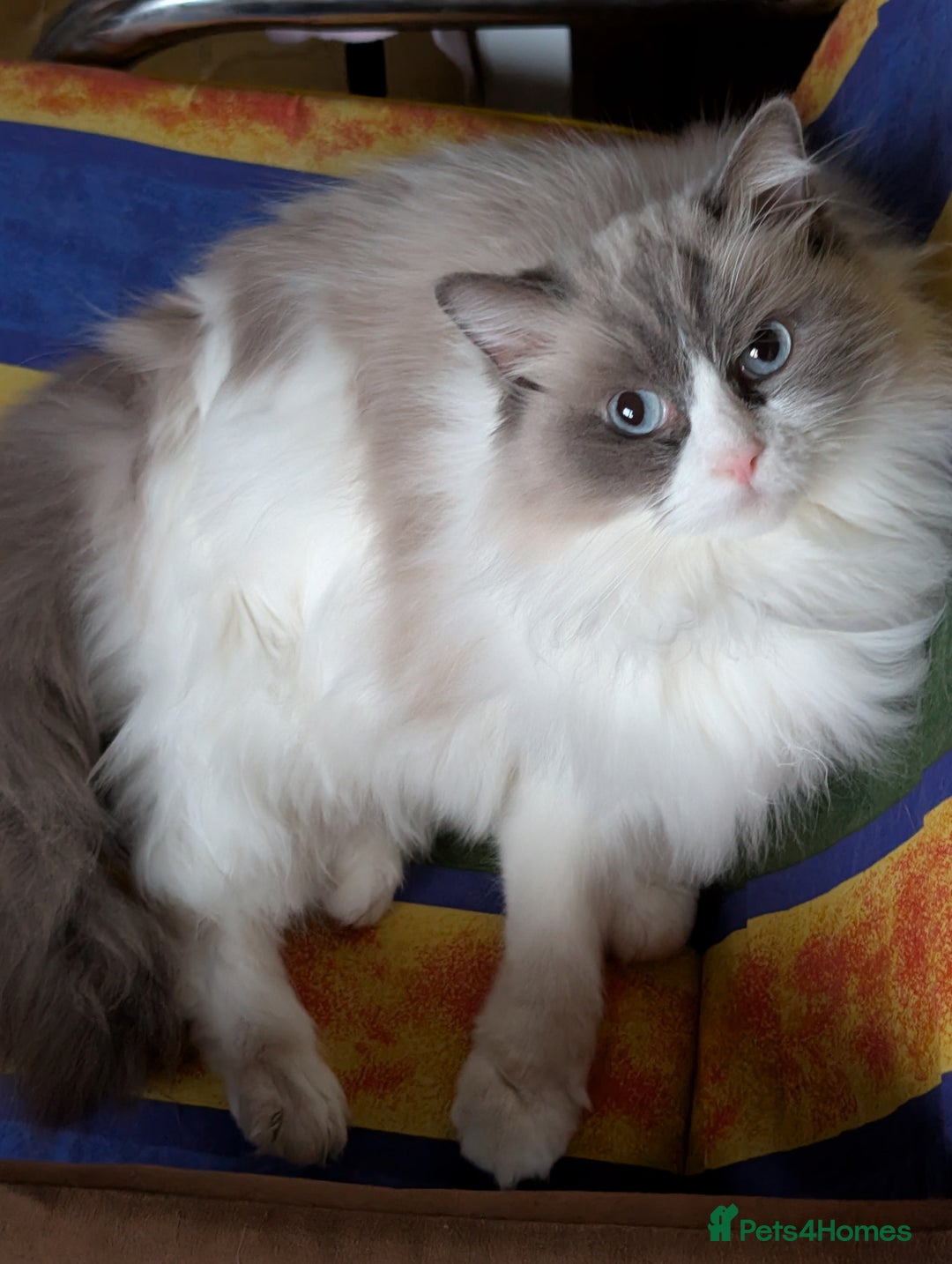Ragdoll cats for sale: Ragdoll Girl  - Advert 2
