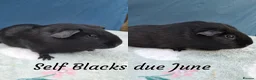 Guinea Pig rodents for sale: Black Swiss & Buff Cali Baby Guinea Pig Boys  - Advert 8