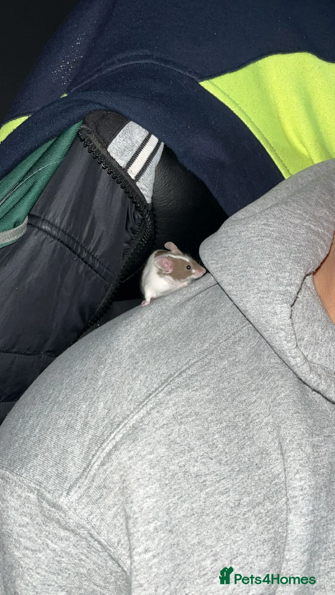 Mouse rodents for sale: Male mouse  - Advert 2