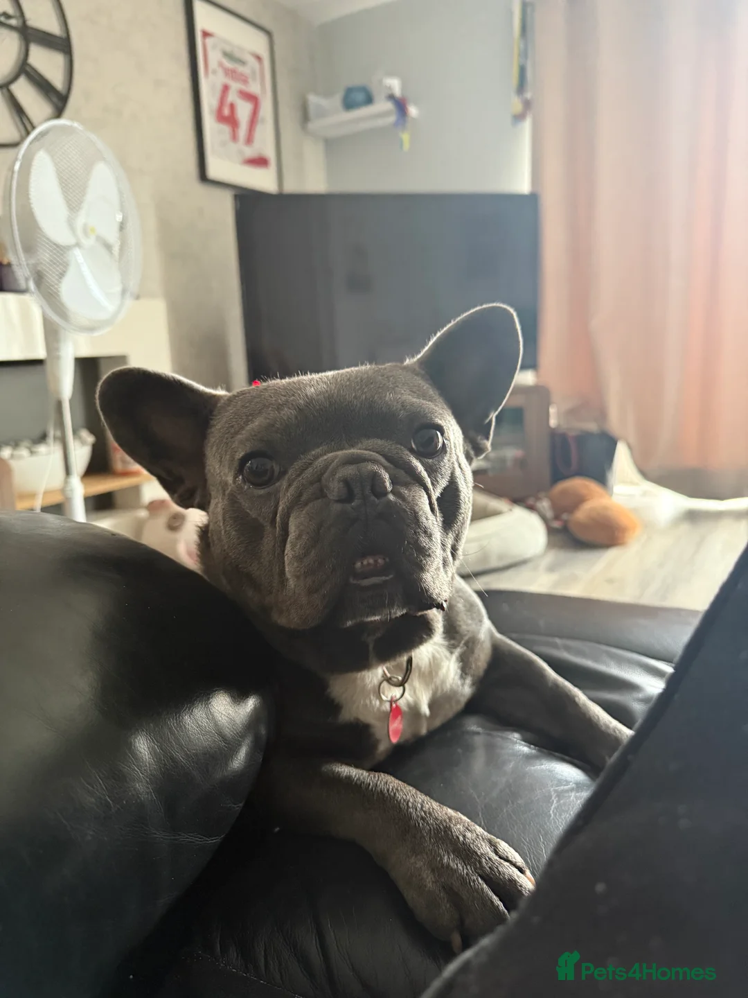 French Bulldog dogs for stud: Kc registered blue French bulldog for stud - Advert 6