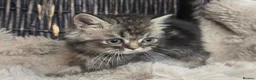 Persian cats for sale: Beautiful Persian babies available now  - Advert 14