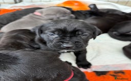Cane Corso dogs for sale:  Stunning pure cane corso puppies - Image 4