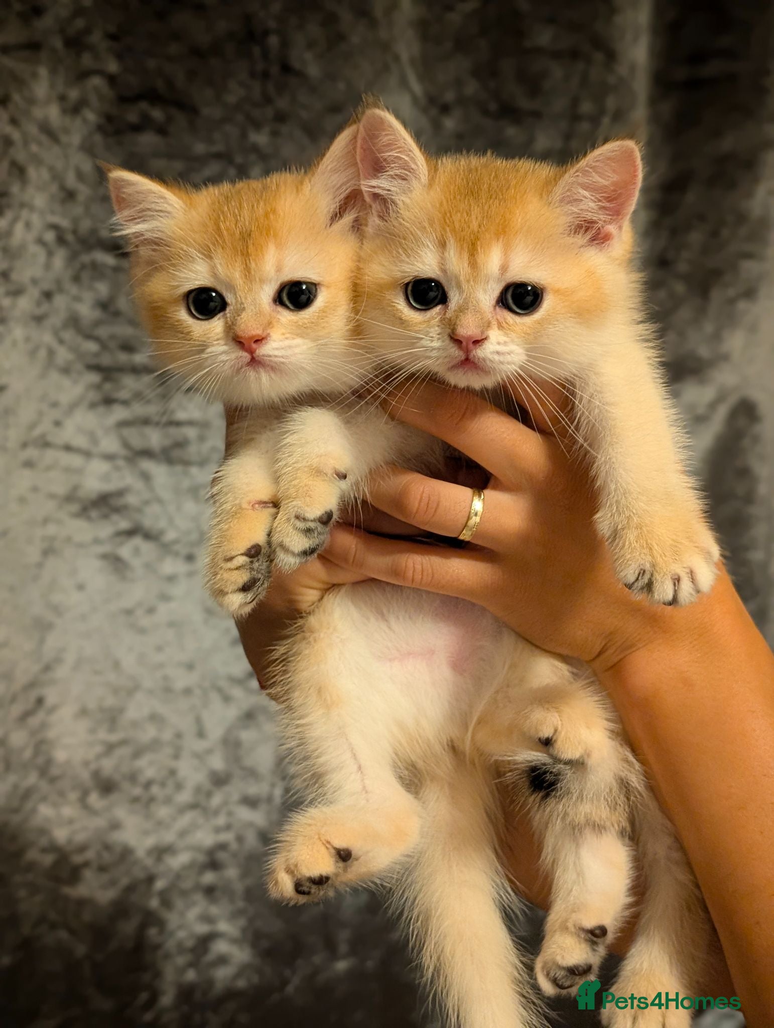 British Shorthair cats Ready-Registered Golden Shaded British Shorthairs  - Advert 1
