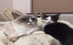 Ragdoll cats for sale:  Black & White Male Kitten ragdoll x Tabby Mix - Advert 1