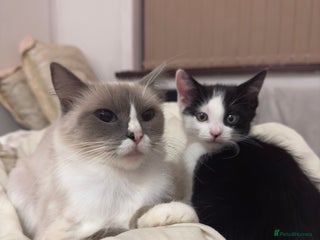 Ragdoll cats Black & White Male Kitten ragdoll x Tabby Mix - Advert 1