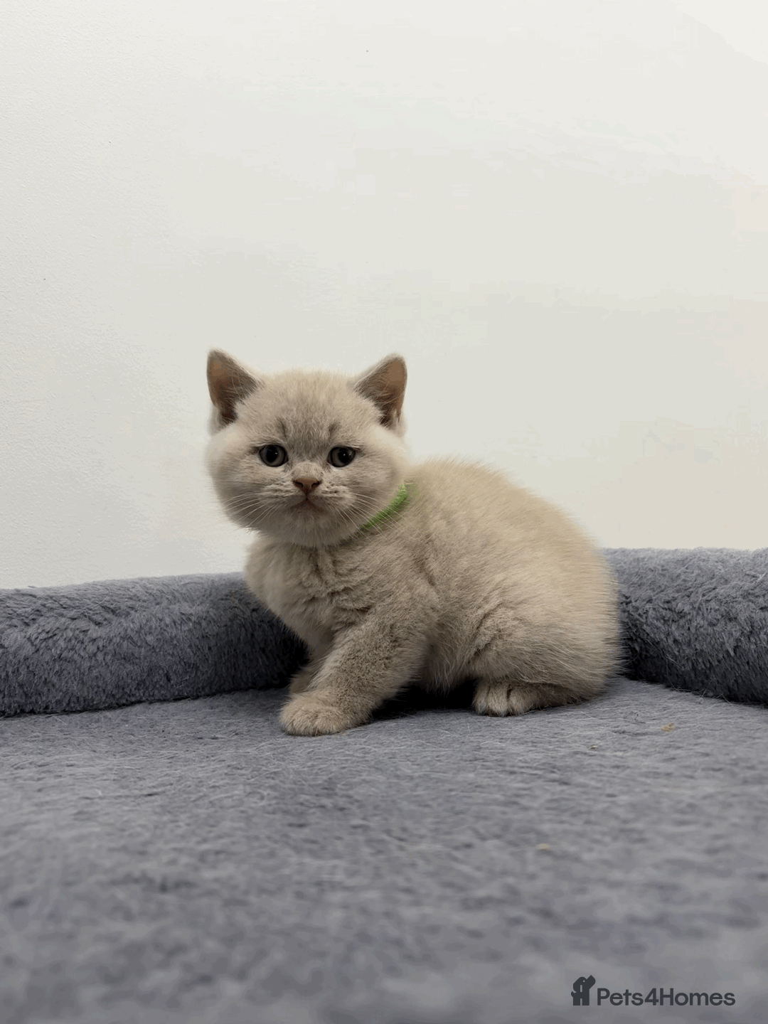 British Shorthair cats for sale: ❤️Beautiful British Shorthair For Sale❤️ - Advert 5