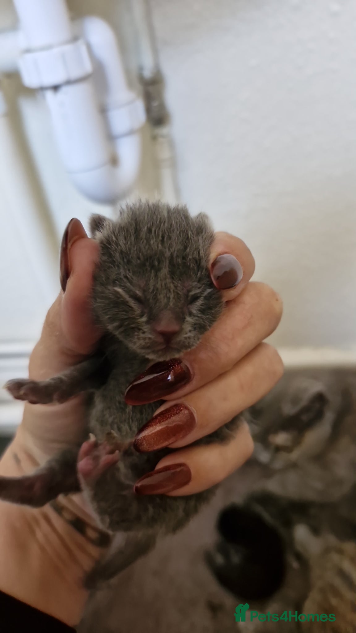 British Shorthair Kitten 1