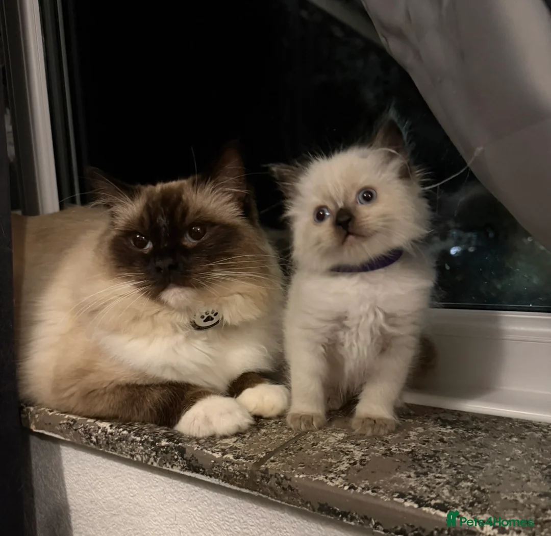 Ragdoll cats for sale: 🤍3 Exceptional Stunning Ragdoll kittens 🤍 - Advert 1