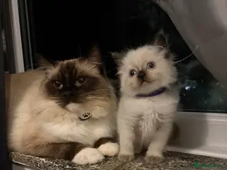 Ragdoll cats 🤍3 Exceptional Stunning Ragdoll kittens 🤍 - Advert 4