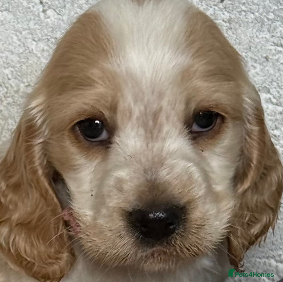 Cocker Spaniel dogs LEMON and SABLE ROAN Show Cocker Spaniels  - Advert 2