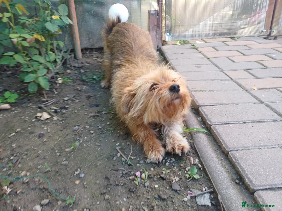Mixed Breed dogs for adoption: 🐾💛 ARISA – The Little Dog Nobody Stopped For💛🐾 - Advert 2