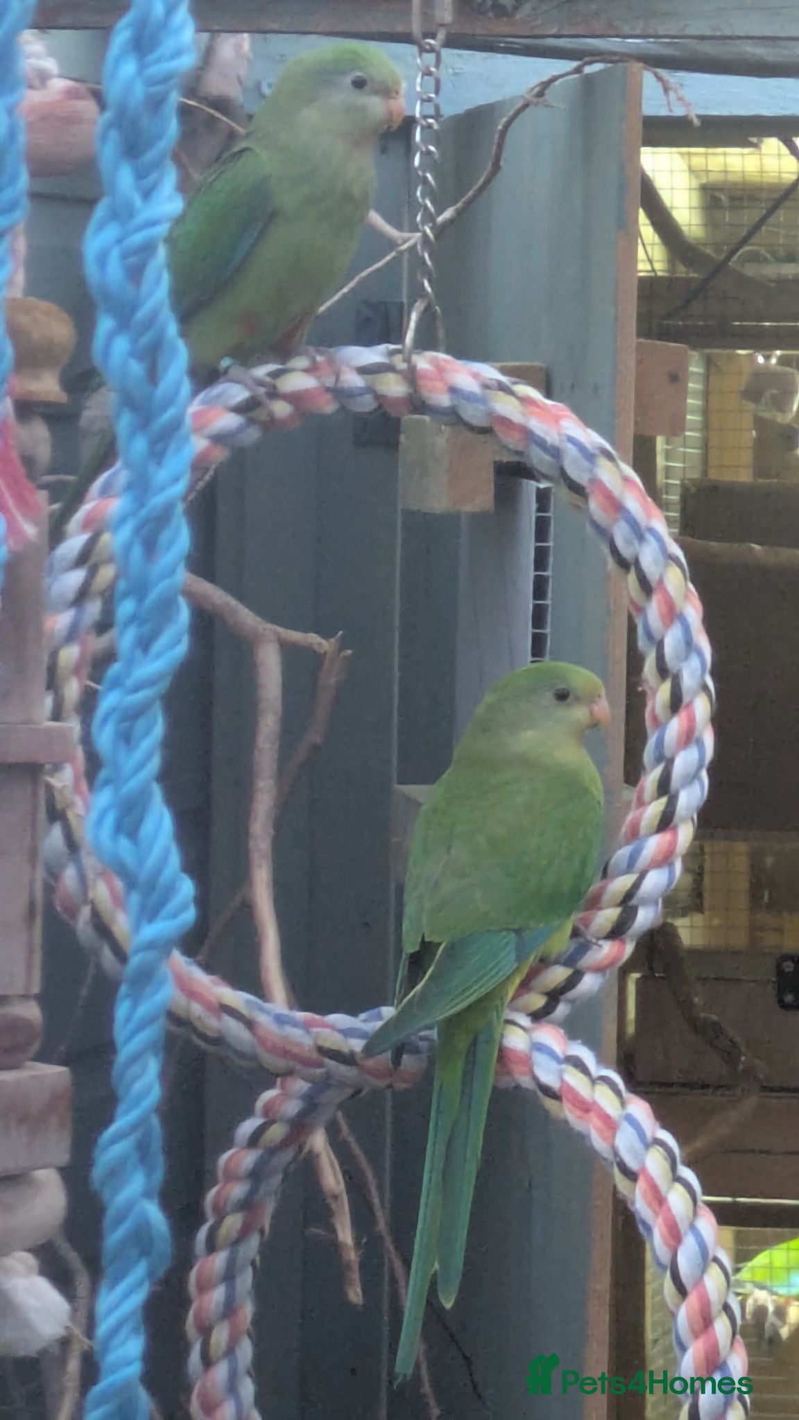 Parrots birds Barrabands for sale  - Advert 1