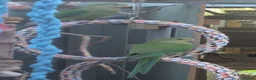 Parrots birds for sale: Barrabands for sale  - Advert 1