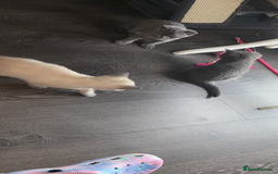 British Shorthair cats for sale: Pure breed British shorthairs  - Image 5