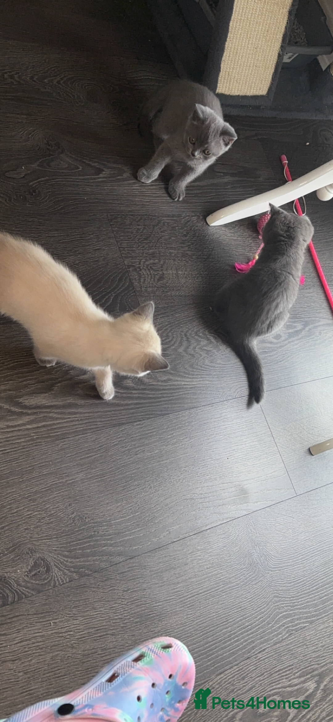 British Shorthair cats for sale: Pure breed British shorthairs  - Image 5