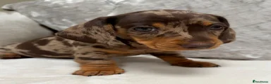 Miniature Dachshund 3