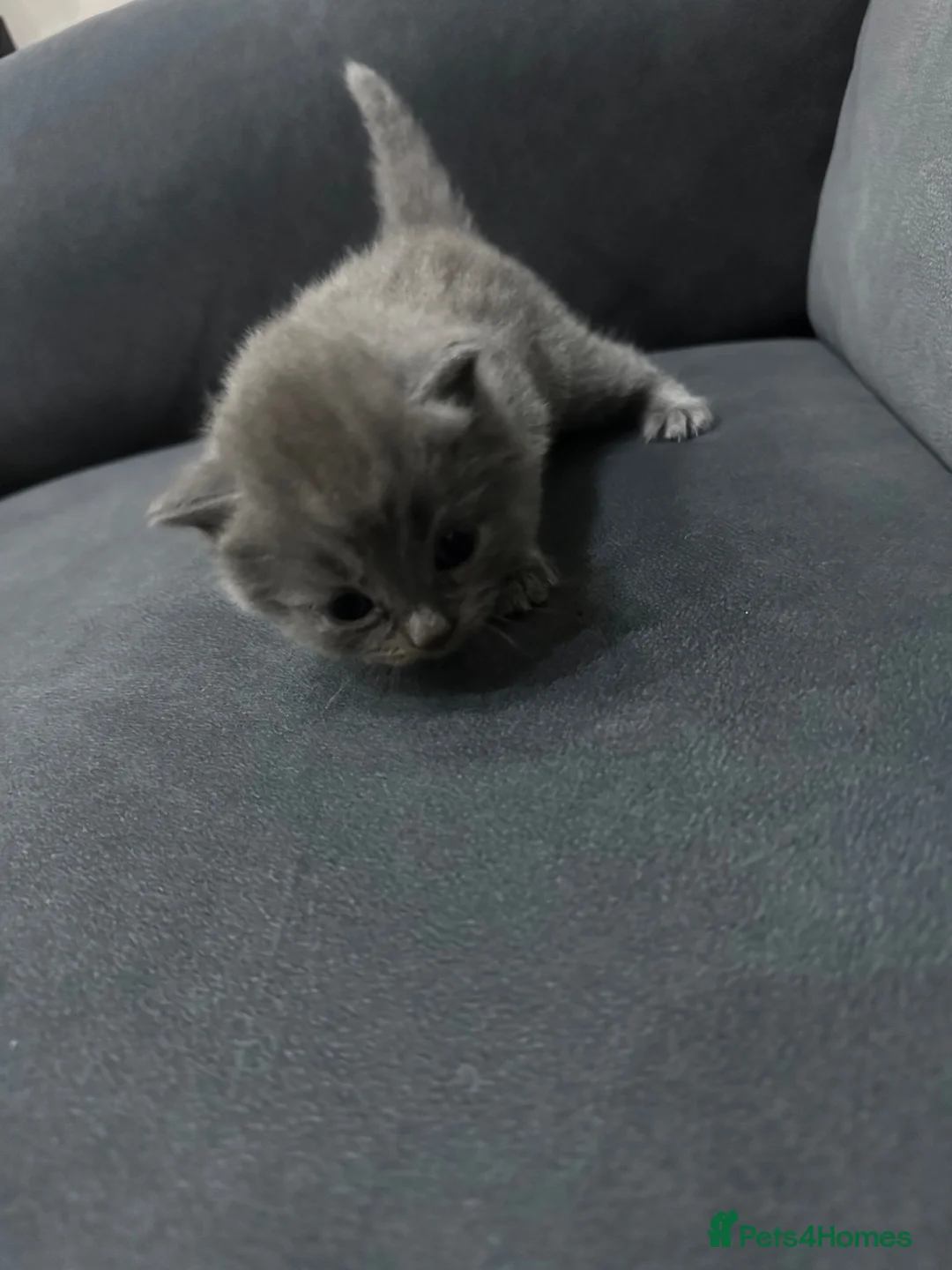 British Shorthair cats for sale: Beautiful british shorthair kitten for sale💗💗 - Advert 2