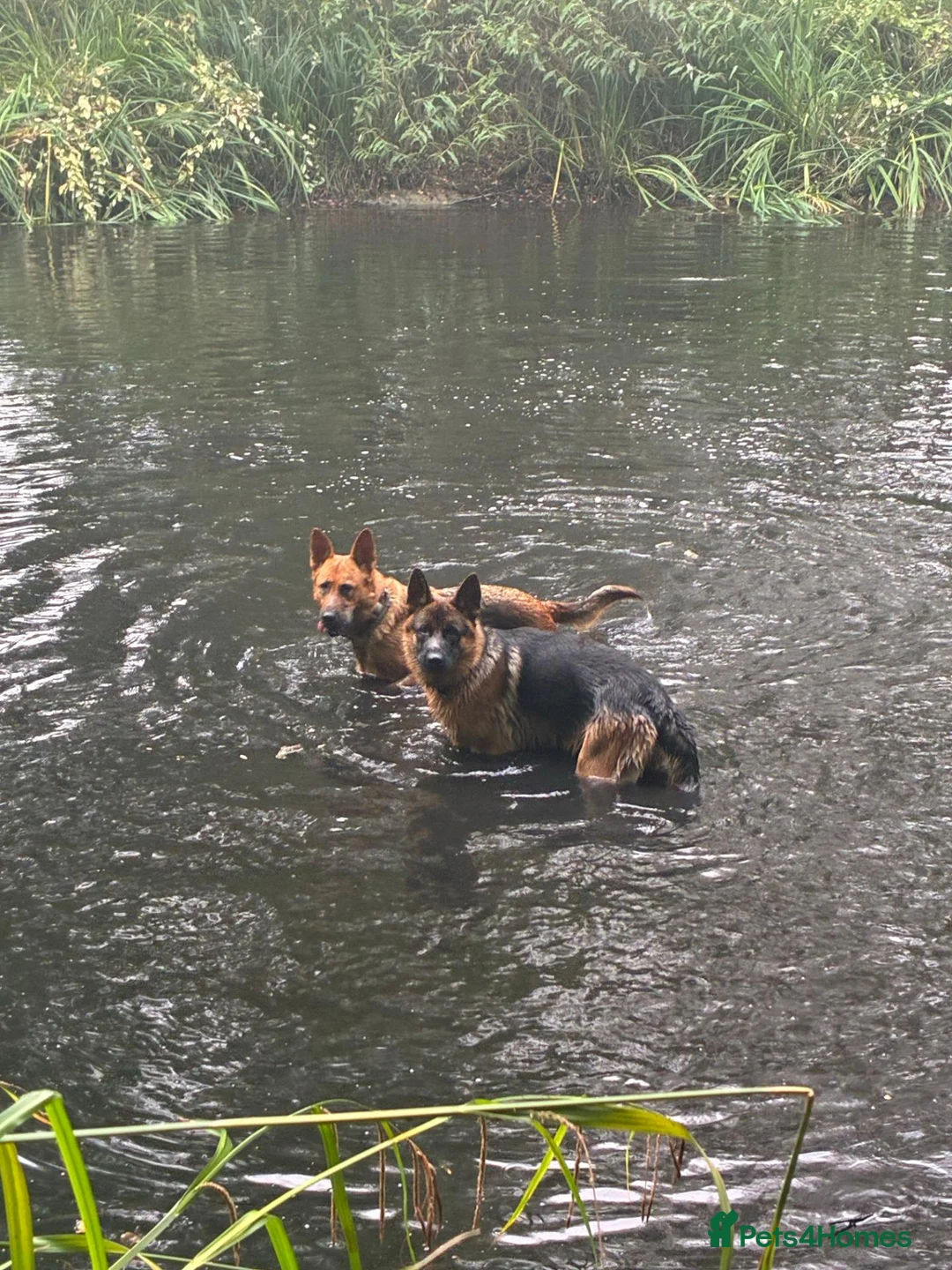 German Shepherd dogs for sale: 🐾 Exceptional German Shepherd Litter Expected  in Stansted - Advert 3