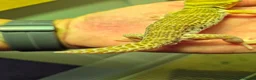 Leopard Gecko reptiles for sale: Various leopard geckos - Advert 12
