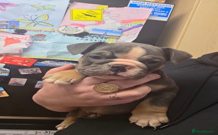English Bulldog dogs English bulldog pups (1 female available)  - Advert 2