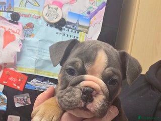 English Bulldog dogs English bulldog pups (1 female available) - Advert 5