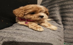Maltipoo dogs for sale: Miniature Maltipoo Ready to Go - Image 3