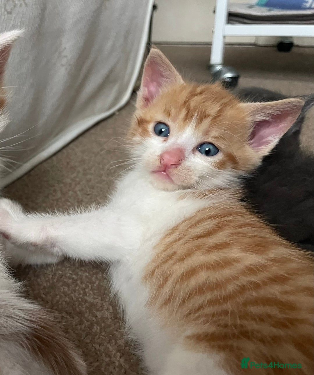 Mixed Breed cats for sale: 5 Beautiful & Friendly kittens for sale  - Advert 20