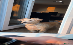 Shorkie dogs for sale: Friendly little shih tzu dog  - Advert 2