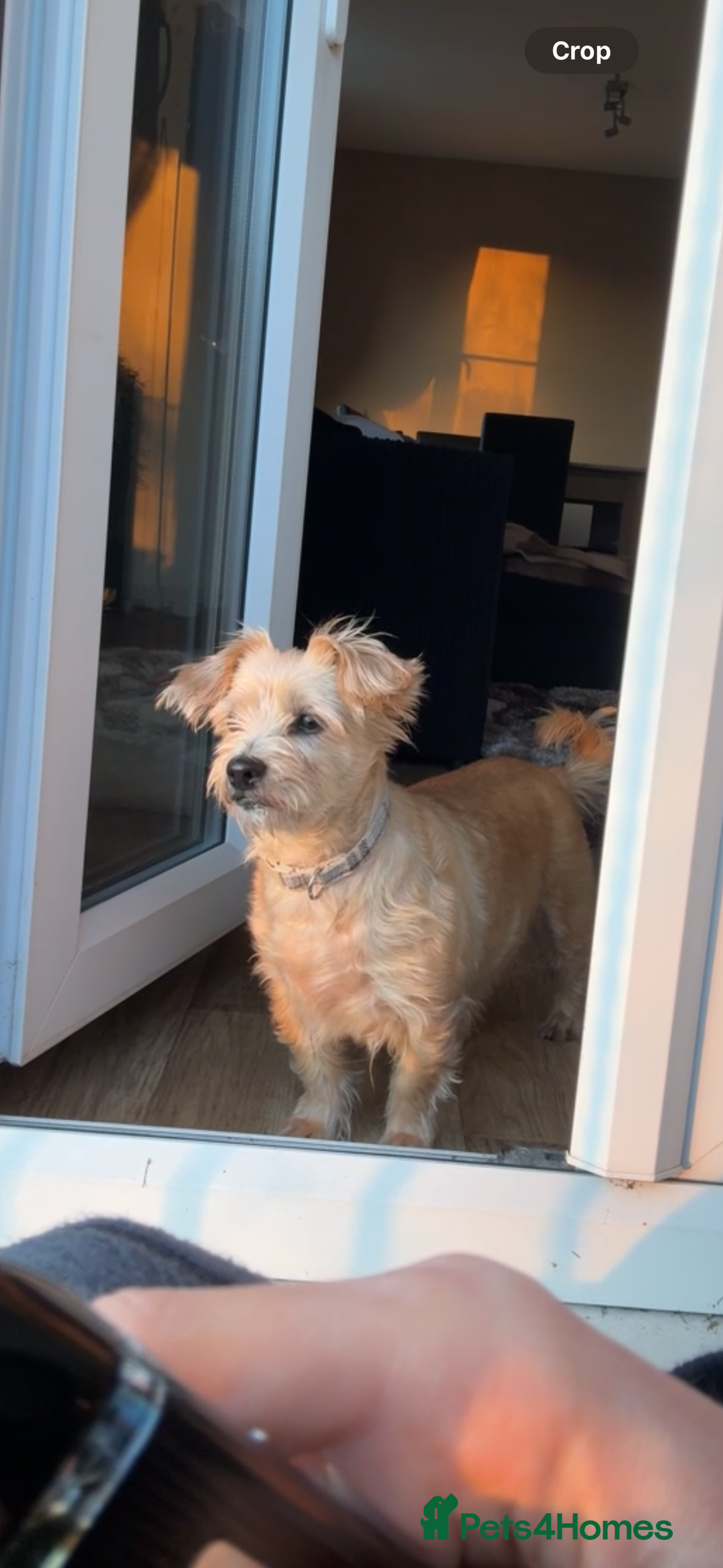 Shorkie dogs for sale: Friendly little shih tzu dog  - Advert 2