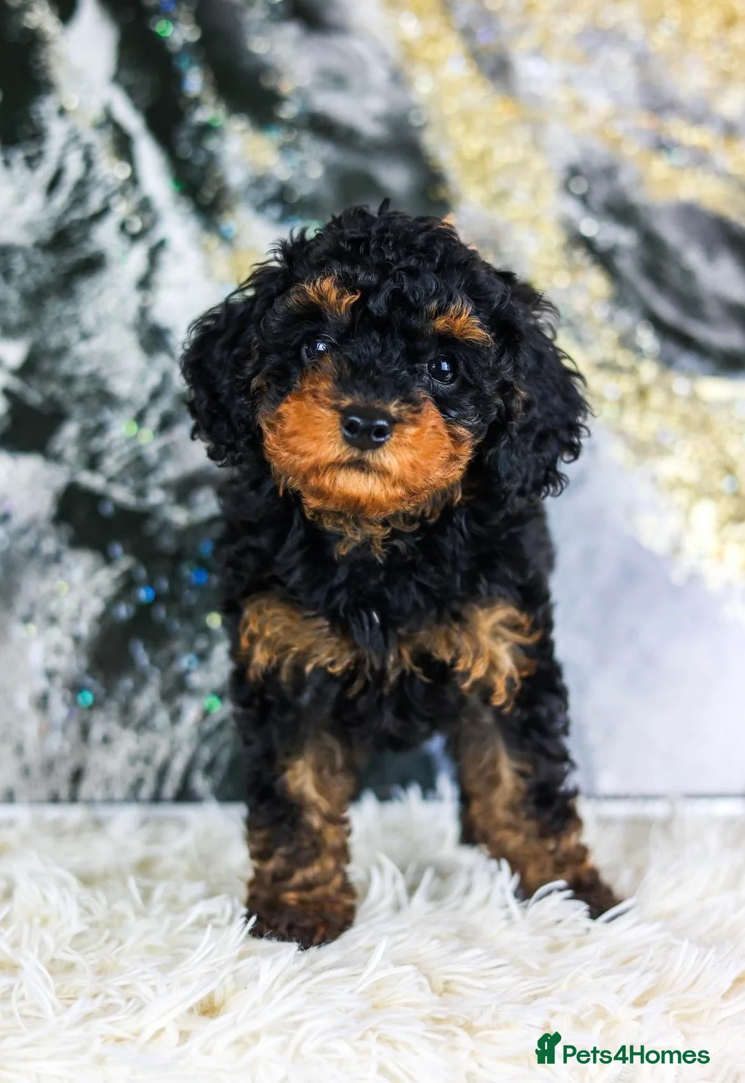 Toy Poodle dogs for stud: KC registered / health tested toy poodle stud in Bolton - Advert 22