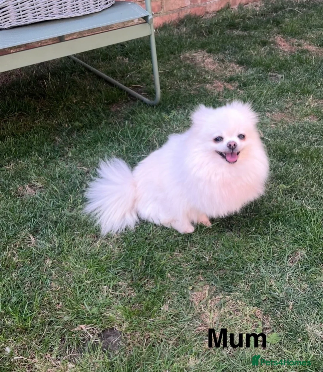 Pomeranian dogs for sale: Pure Teddy🐻Tiny🐾Outstanding 🏆 - Advert 21