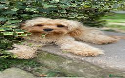 Cavapoo dogs for sale: Tiny Cavapoo puppies - Image 7