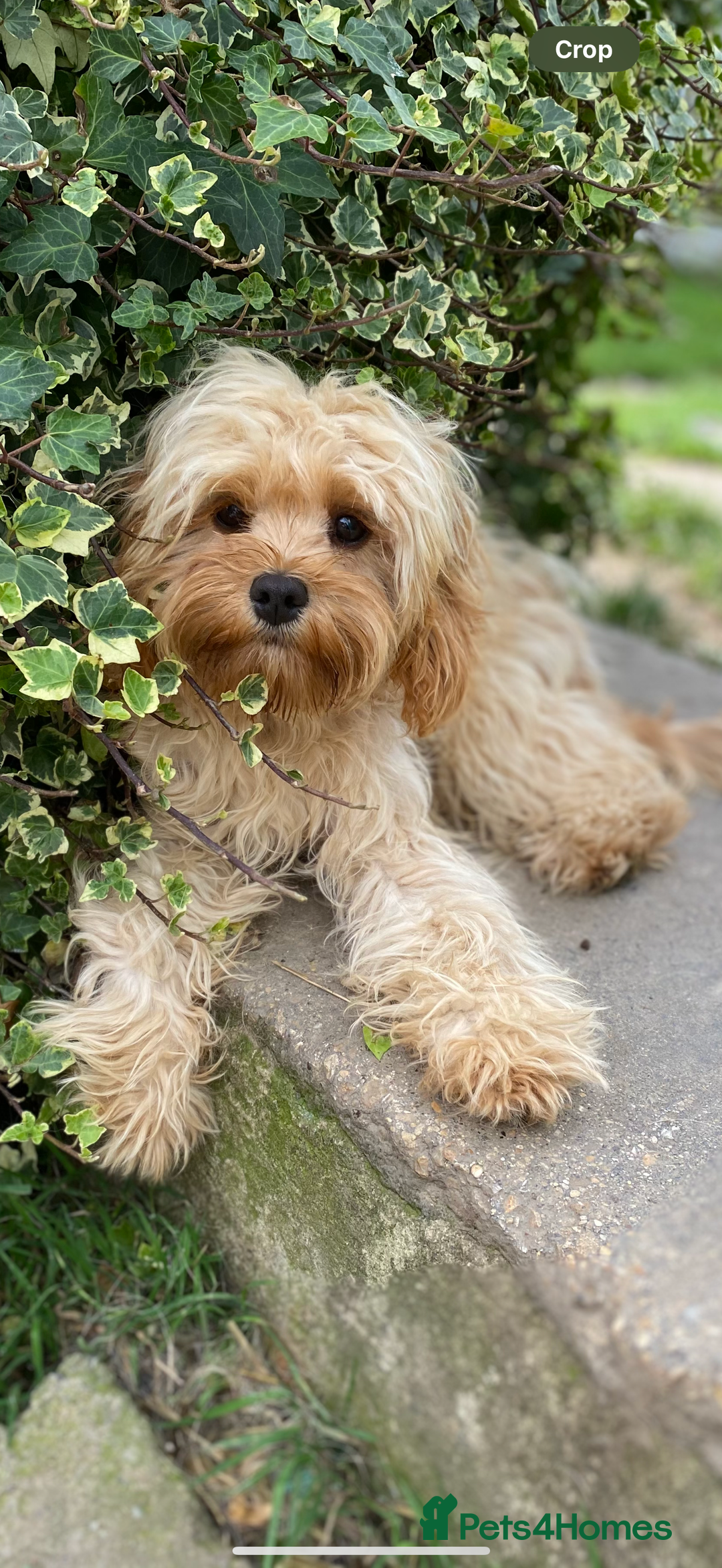Cavapoo dogs for sale: Tiny Cavapoo puppies - Image 7