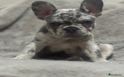 French Bulldog dogs for sale: Last girl left French bulldog - Image 16