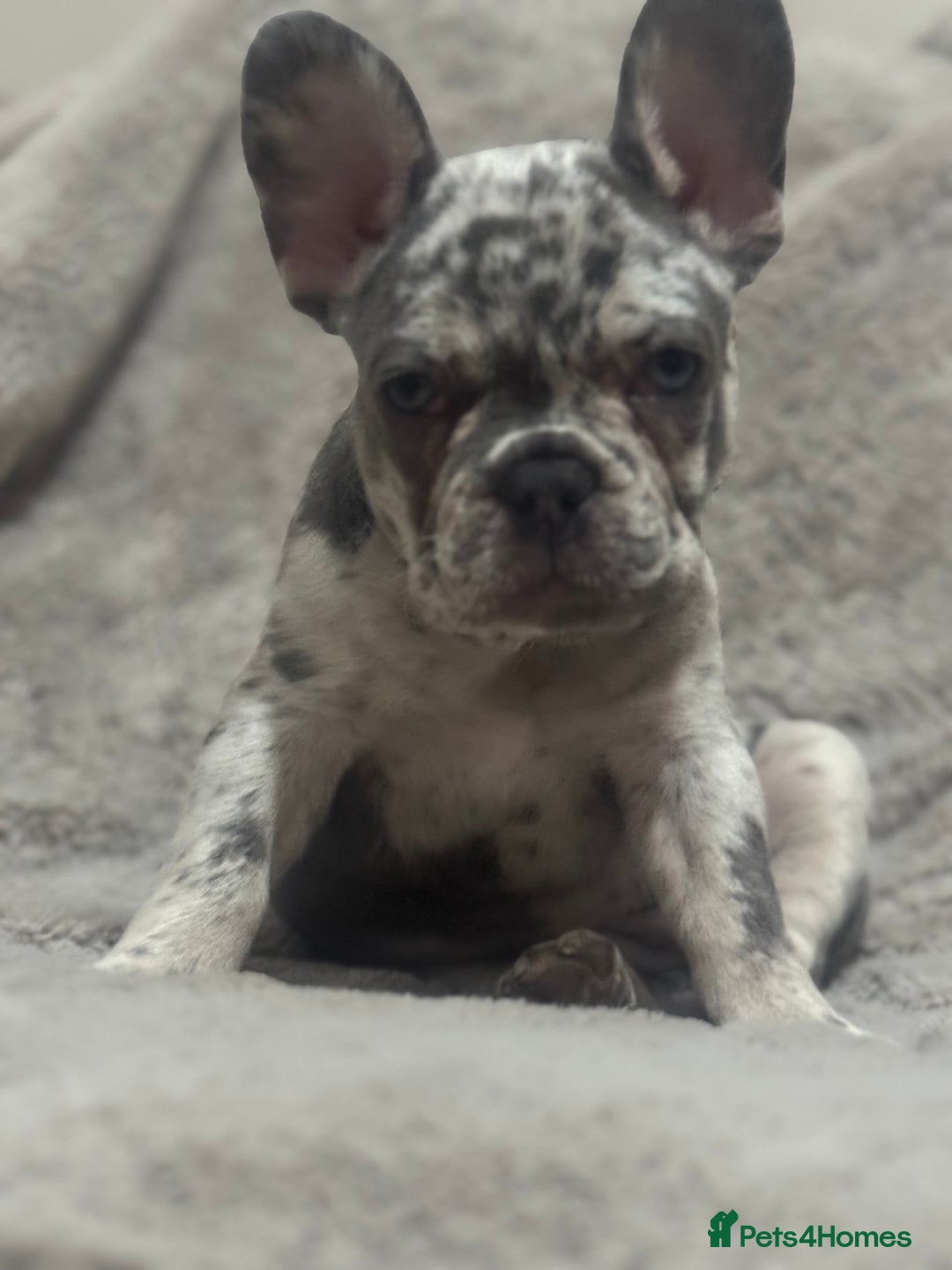 French Bulldog dogs for sale: Last girl left French bulldog - Image 16