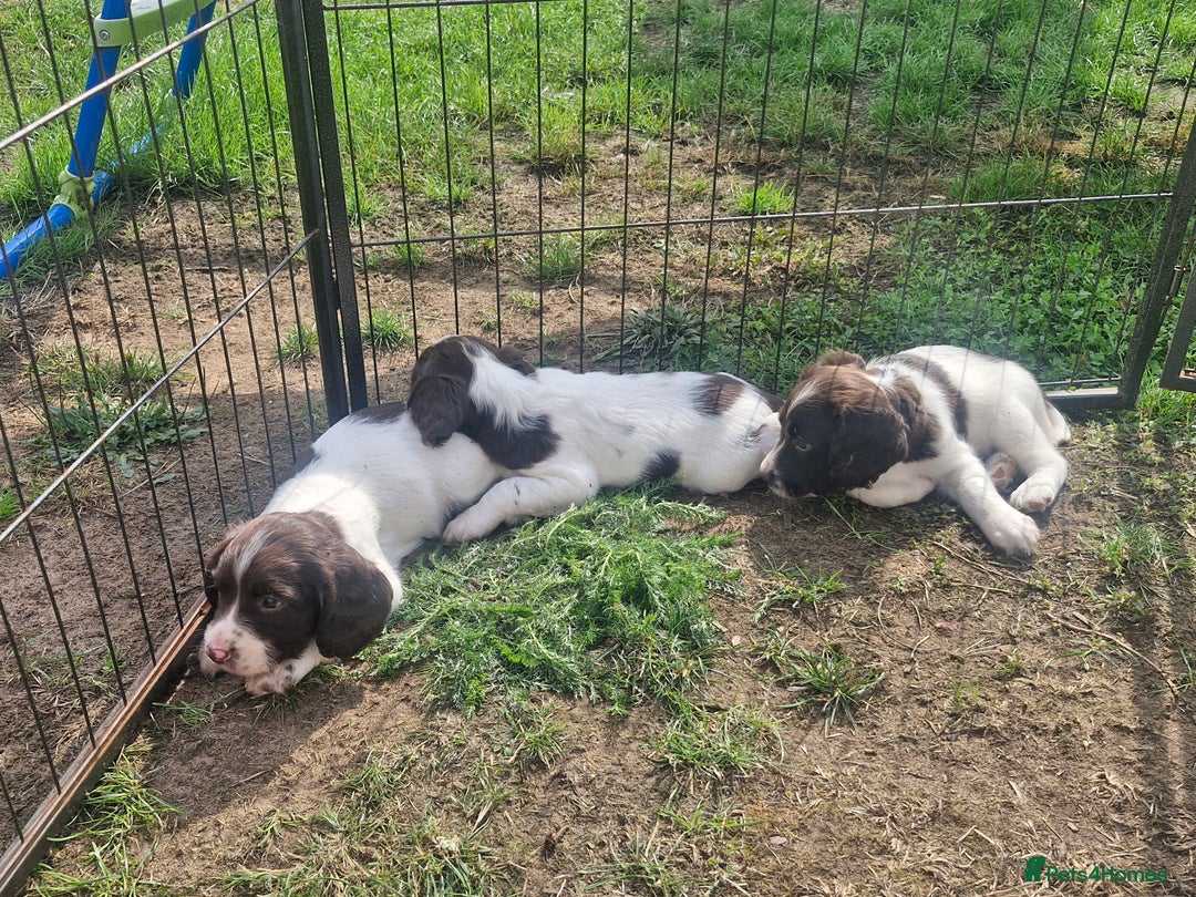 English Springer Spaniel dogs for sale: KC registered English Springer Spaniel - Image 3