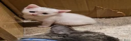 Mixed Breed cats for sale: Kittens, kittens, kittens!!!!!! - Advert 28