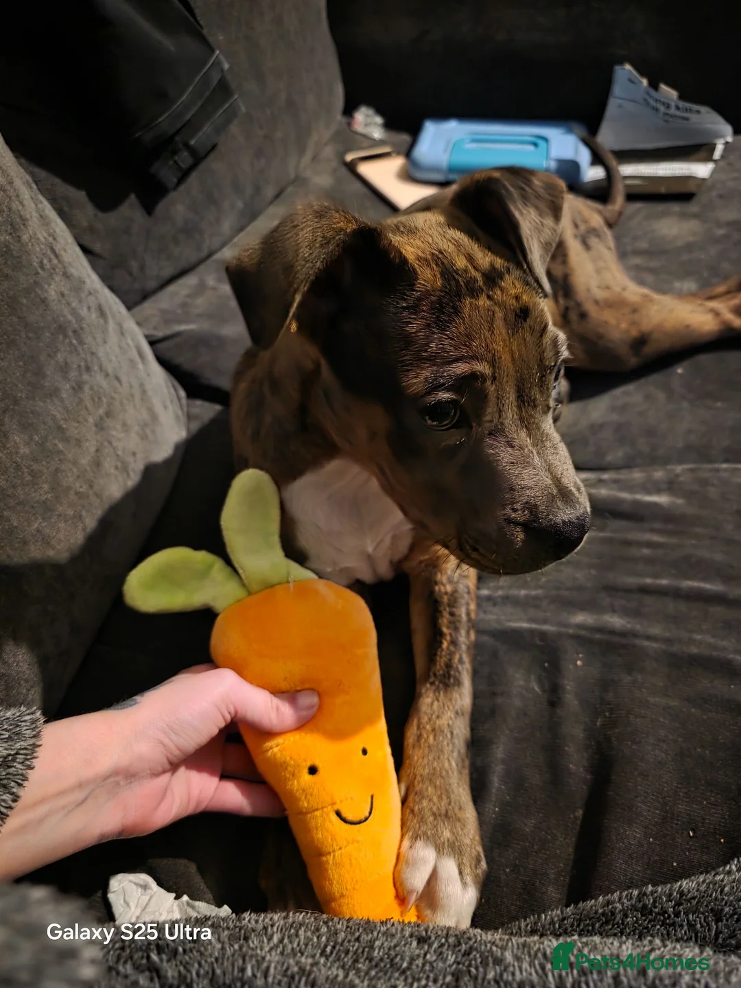 Mixed Breed dogs for sale: 8 months old mix breed  in Manchester - Advert 1