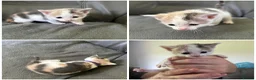 Domestic Shorthair cats for sale: Playful beautiful kittens  - Advert 3