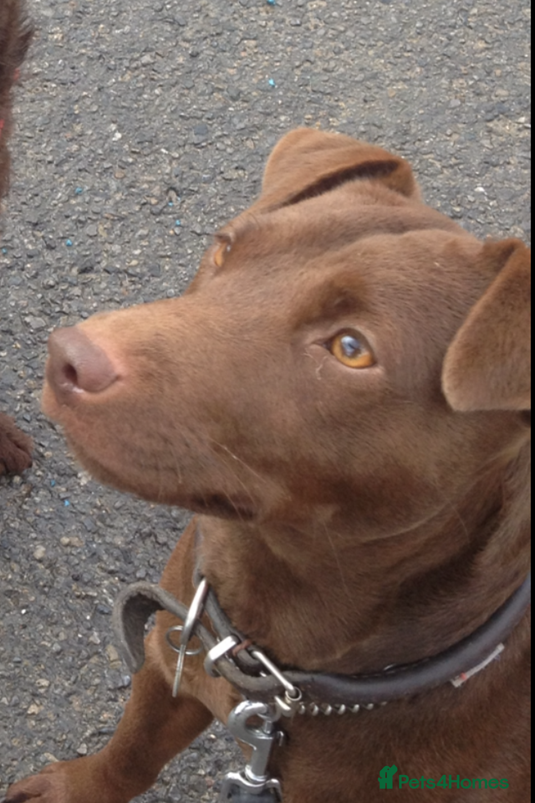 Patterdale Terrier dogs for sale: Quality Patterdale Terrier Pups - Image 5