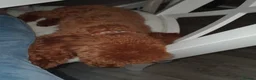 Toy Poodle dogs for stud: 🌹 RED TOY POODLE 9 INCH 2.8 KG HEALTH TESTED 🌹 - Advert 2