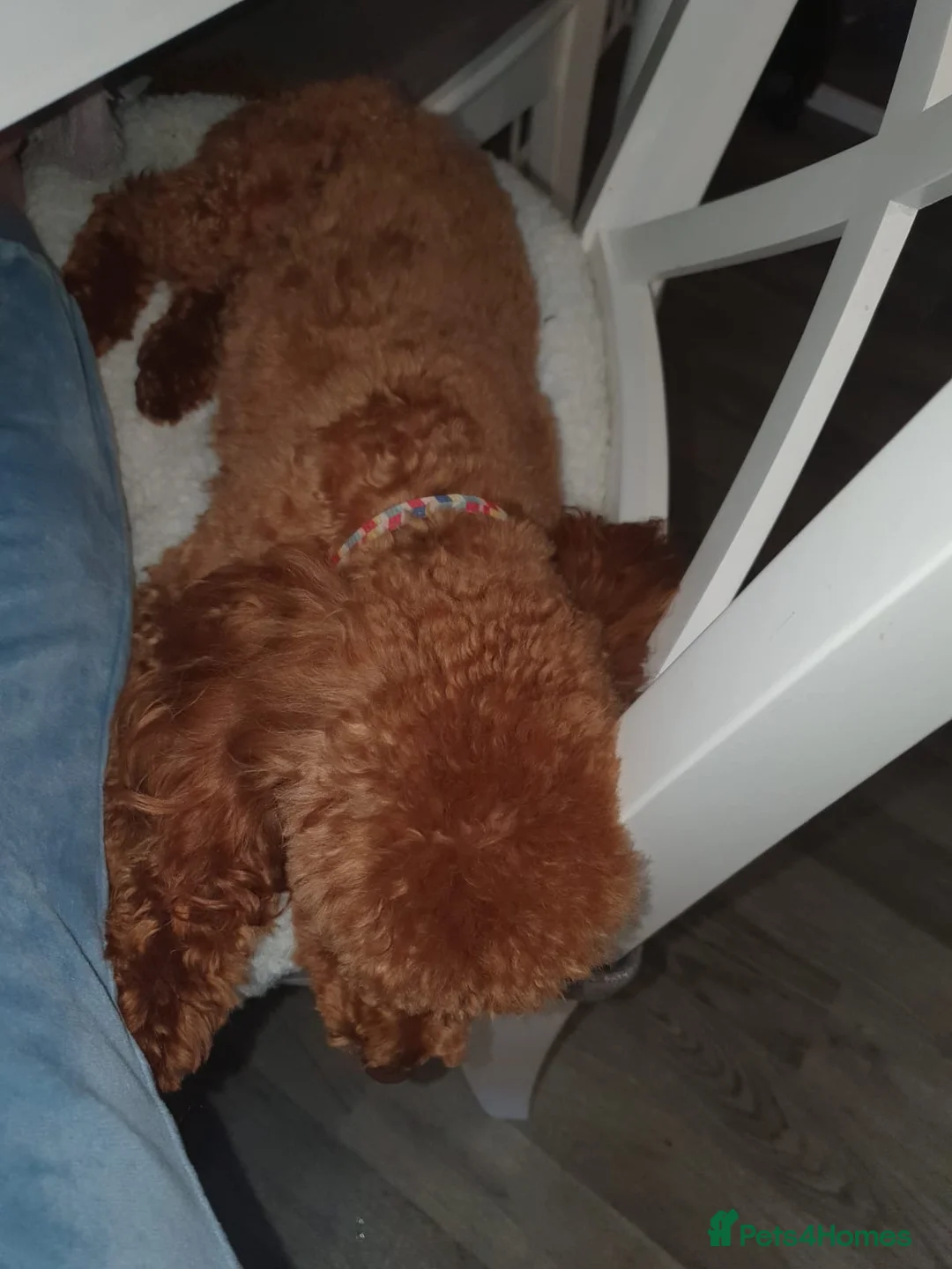 Toy Poodle dogs for stud: 🌹 RED TOY POODLE 9 INCH 2.8 KG HEALTH TESTED 🌹 - Advert 2