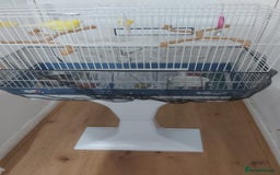 Canaries birds for sale: Male yellow canary with cage on stand  - Image 5