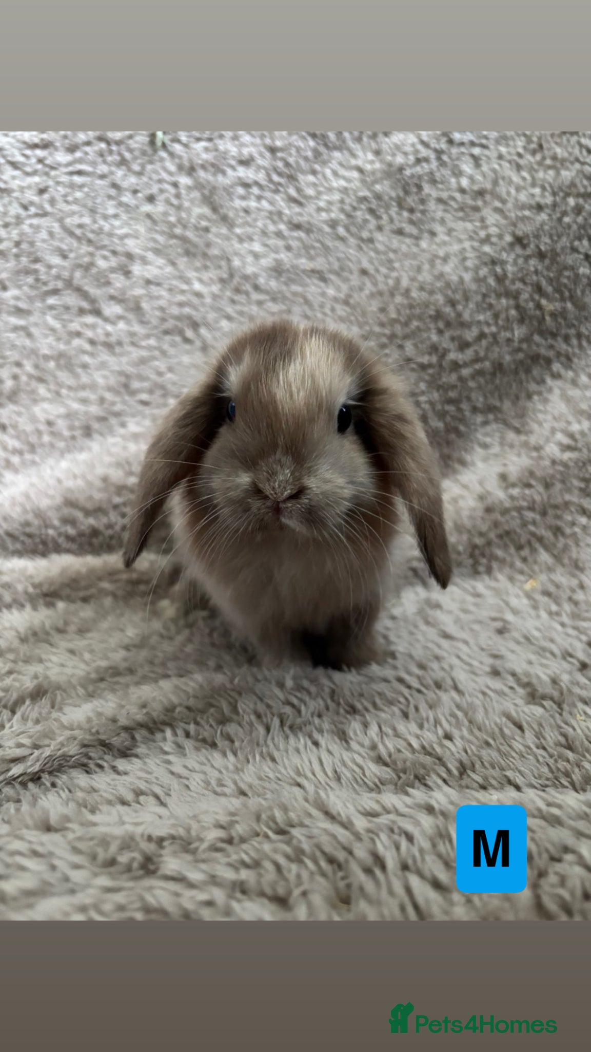 Mini Lop rabbits Pure bred mini lops  - Advert 15