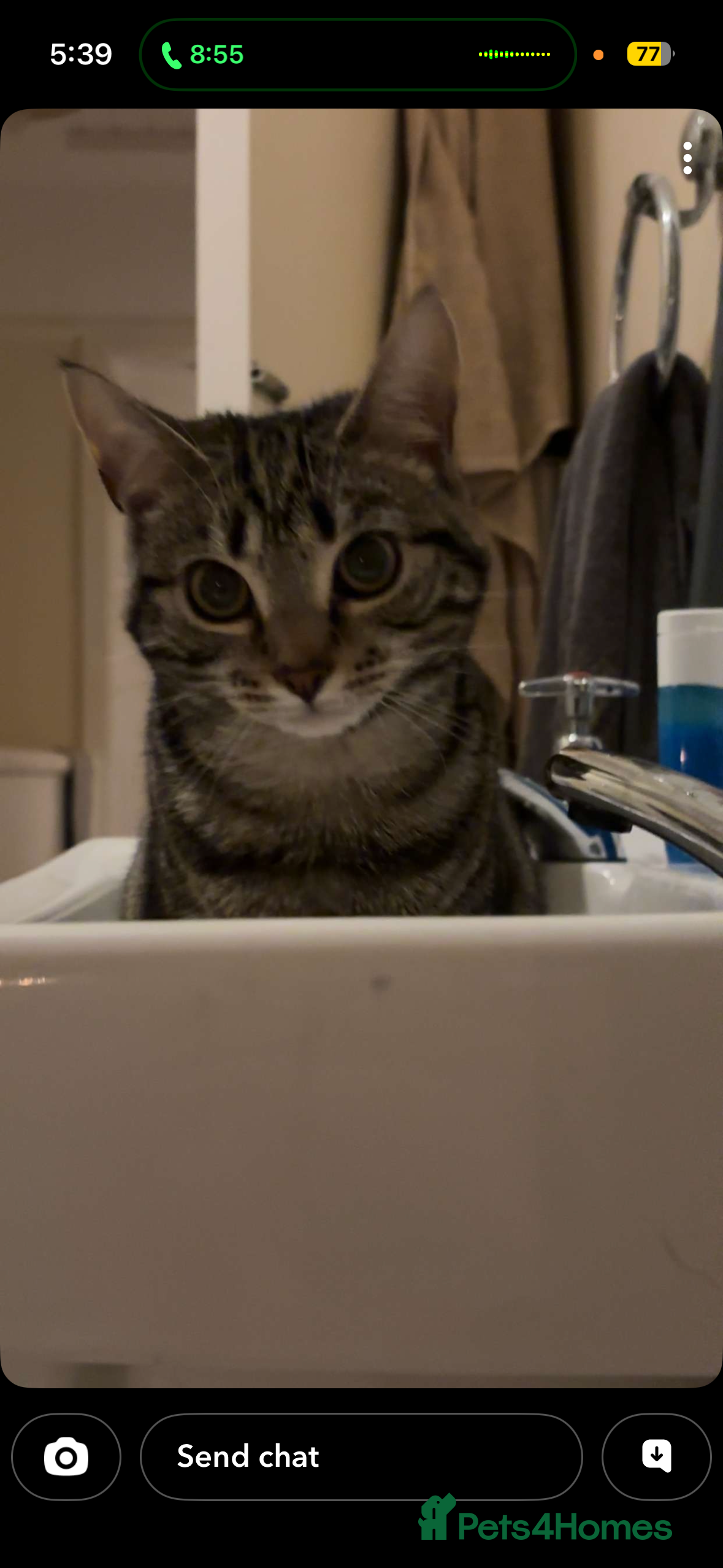 Mixed Breed cats 10 month old kitten  - Advert 2