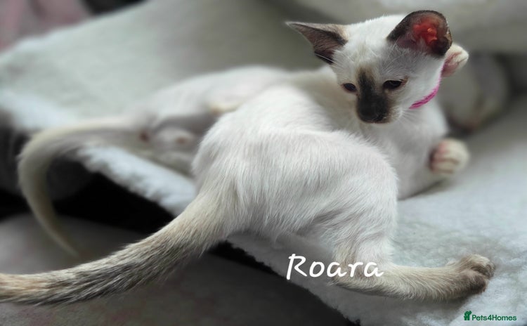 Siamese cats - Advert 2