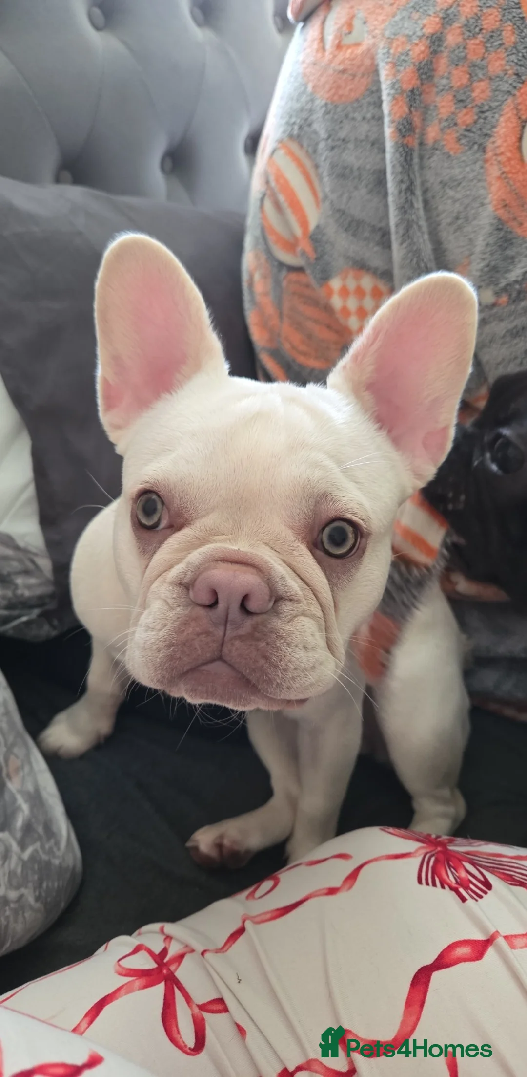 French Bulldog dogs for sale: Minnie  - Advert 1