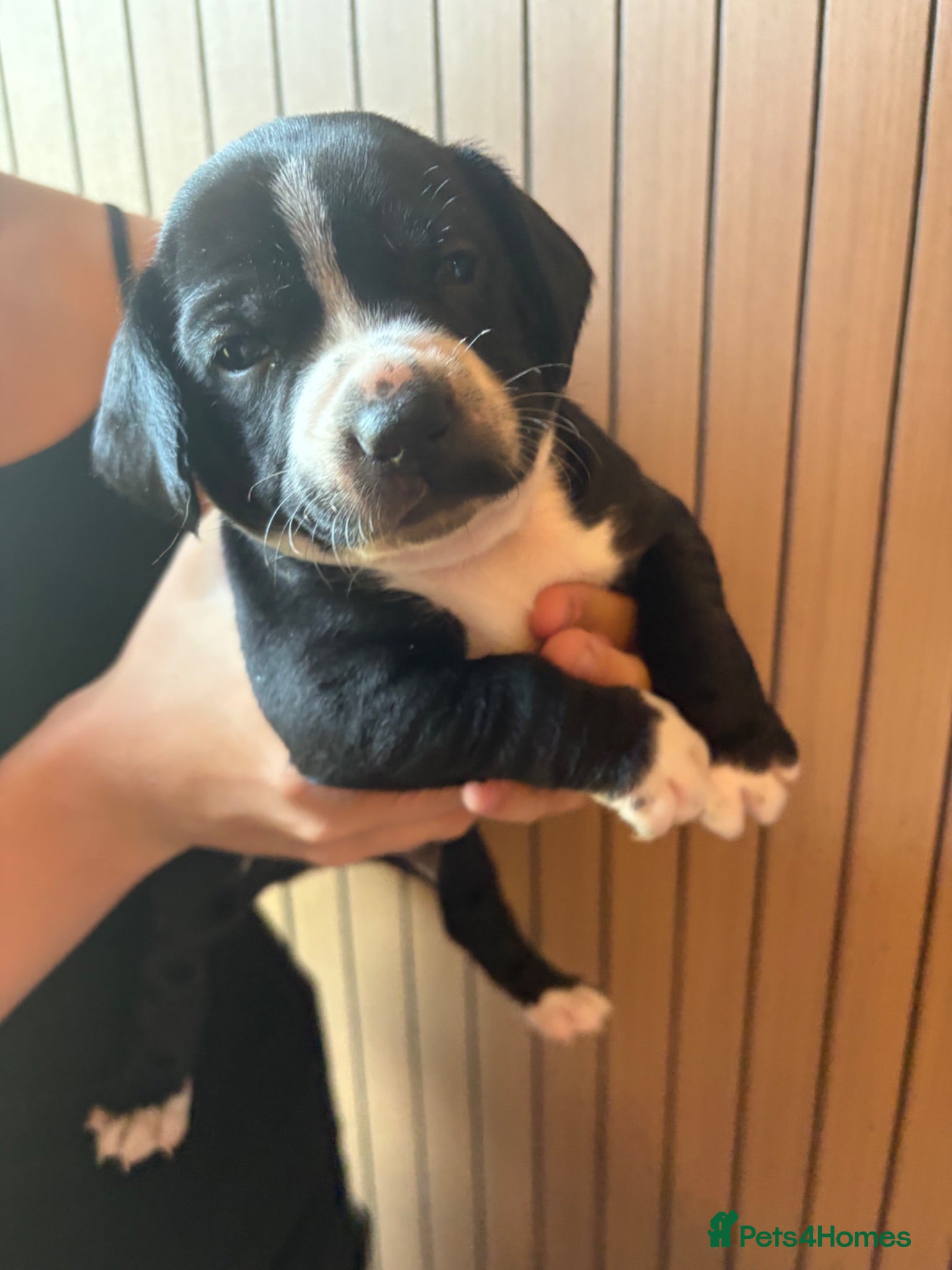 Mixed Breed dogs Adorable Staffy x  – 3 Girls & 3 Boys - Advert 14