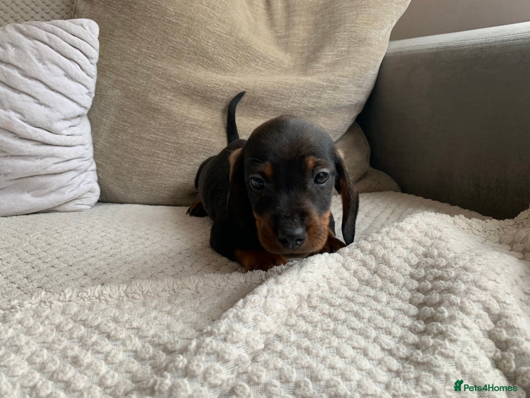 Dachshund dogs for sale: 🌈🌈rainbow litter 🌈🌈 - Image 20