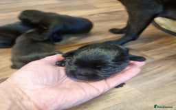 Patterdale Terrier dogs for sale: Patterdale puppies. - Advert 8